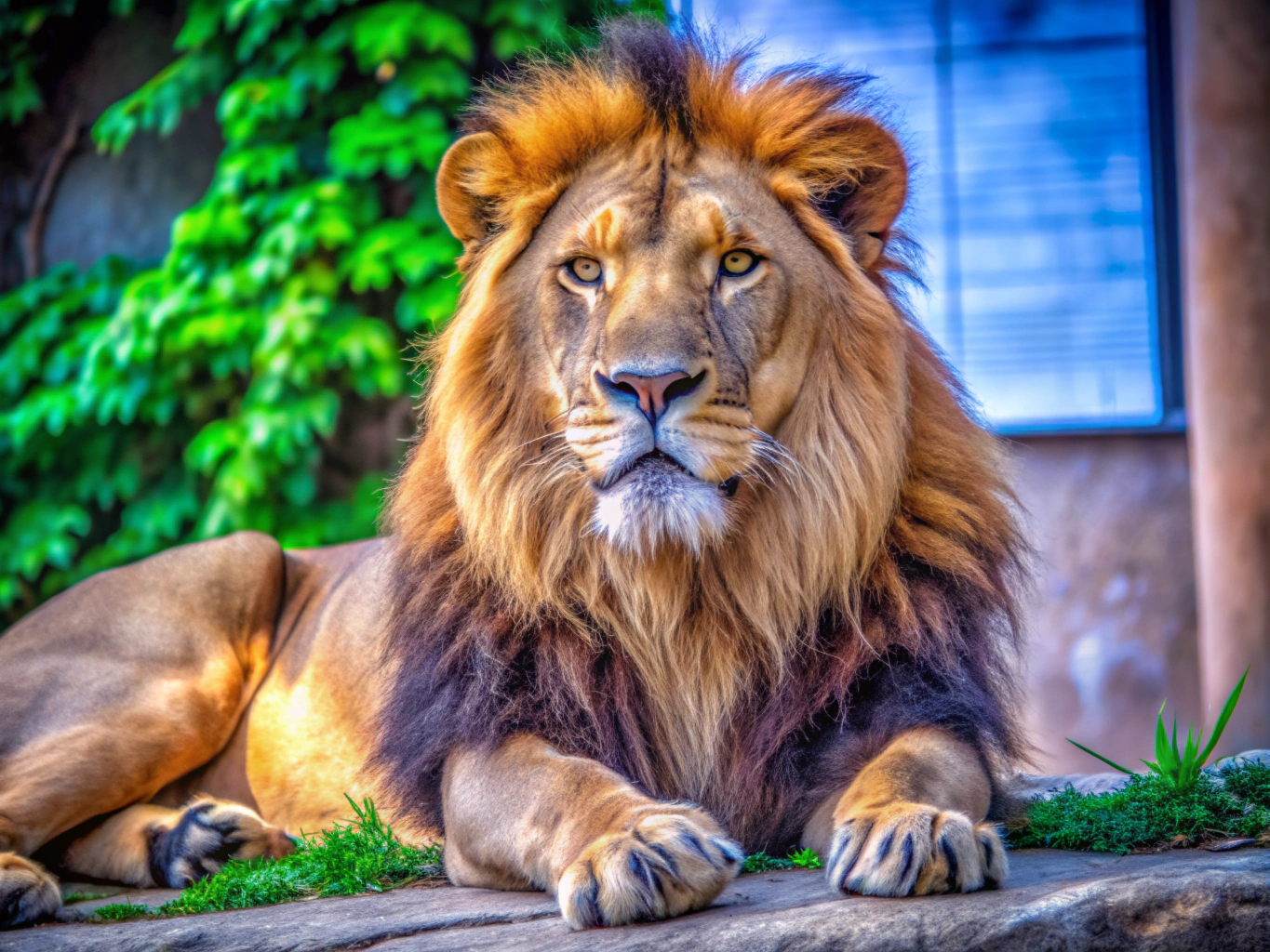 사자, 육식동물, 라이언lion (26)