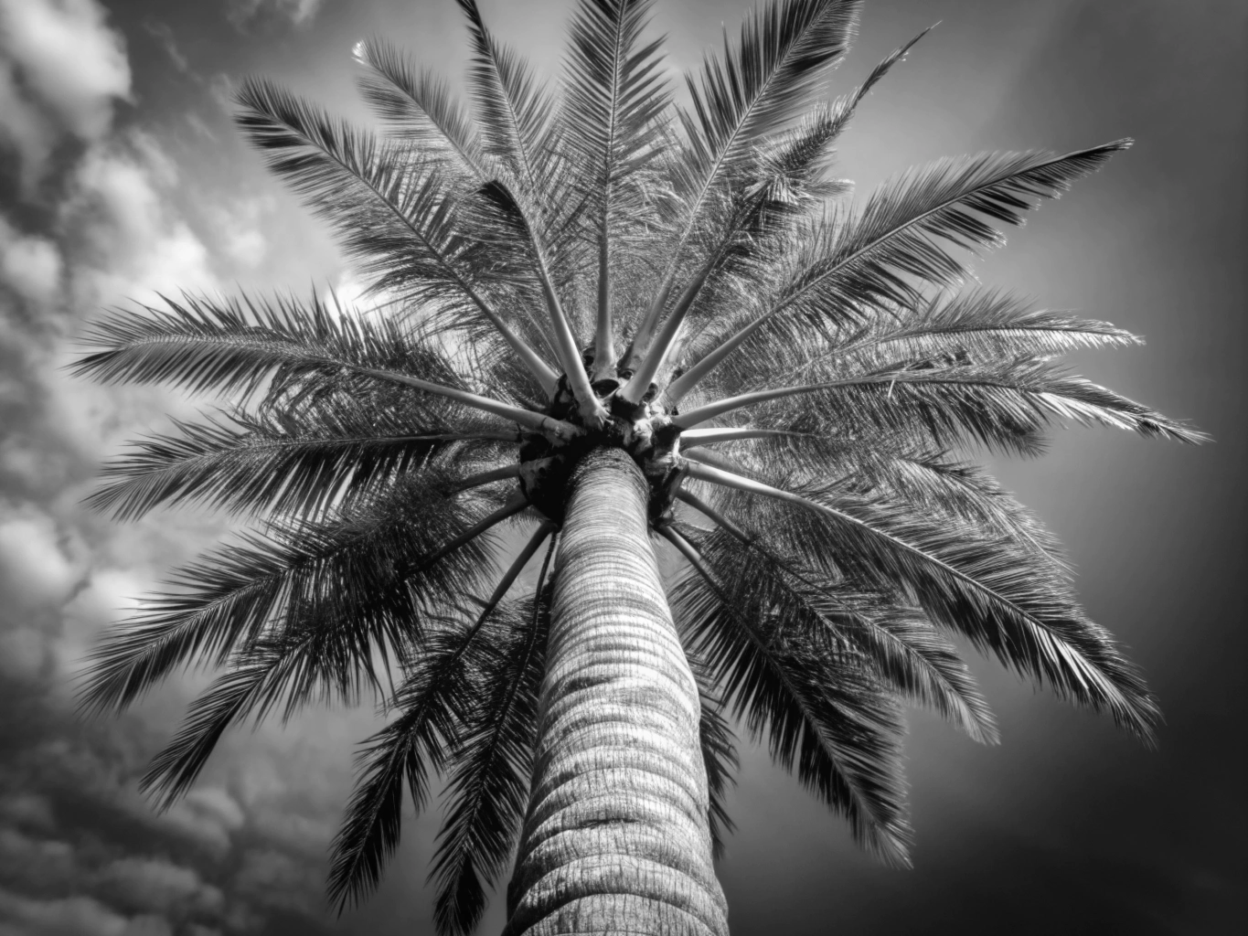 야자수, 야자나무, 열대목palm-tree (18)