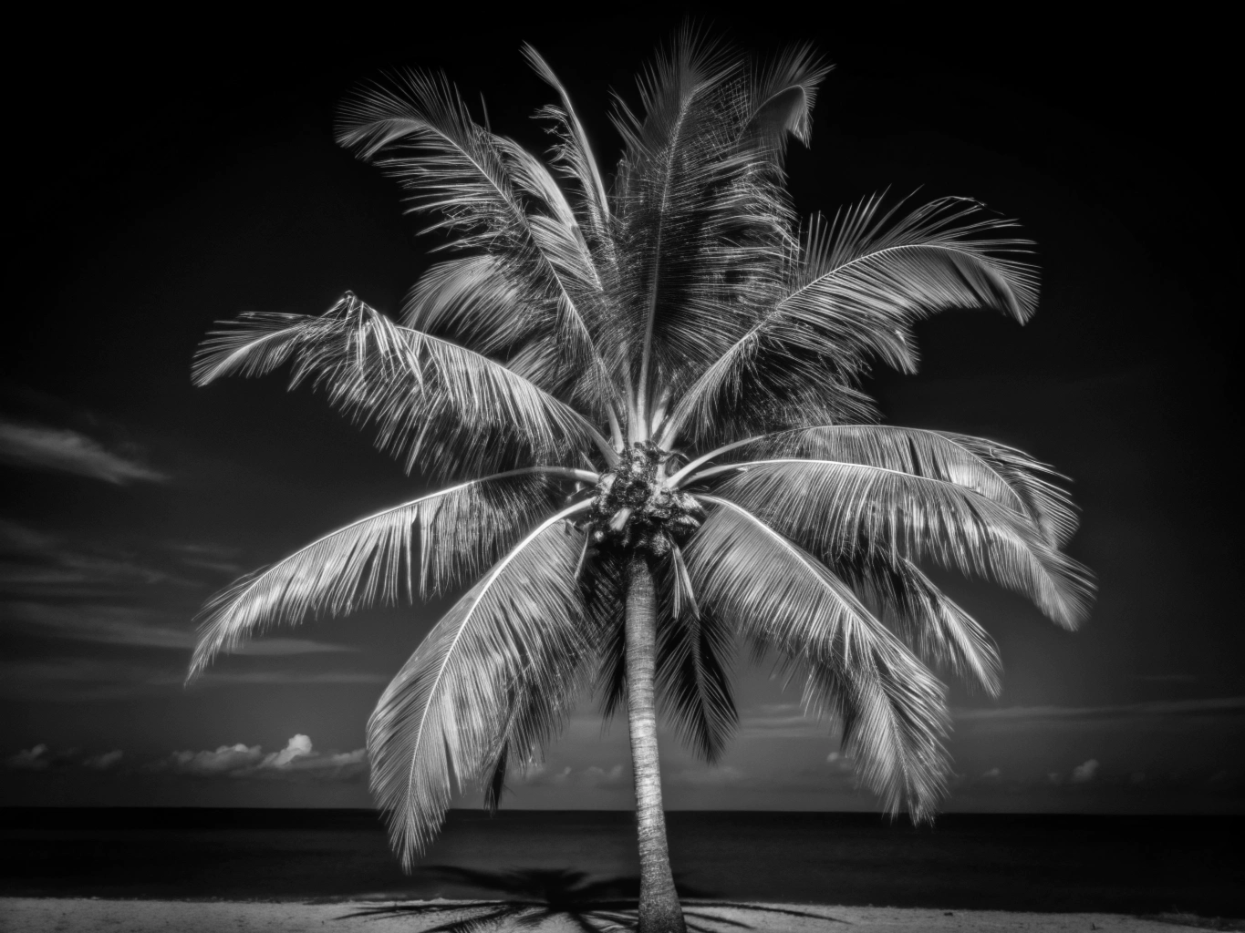 야자수, 야자나무, 열대목palm-tree (19)