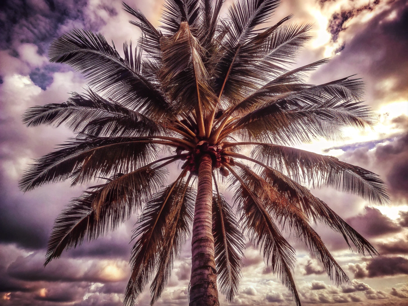 야자수, 야자나무, 열대목palm-tree (26)