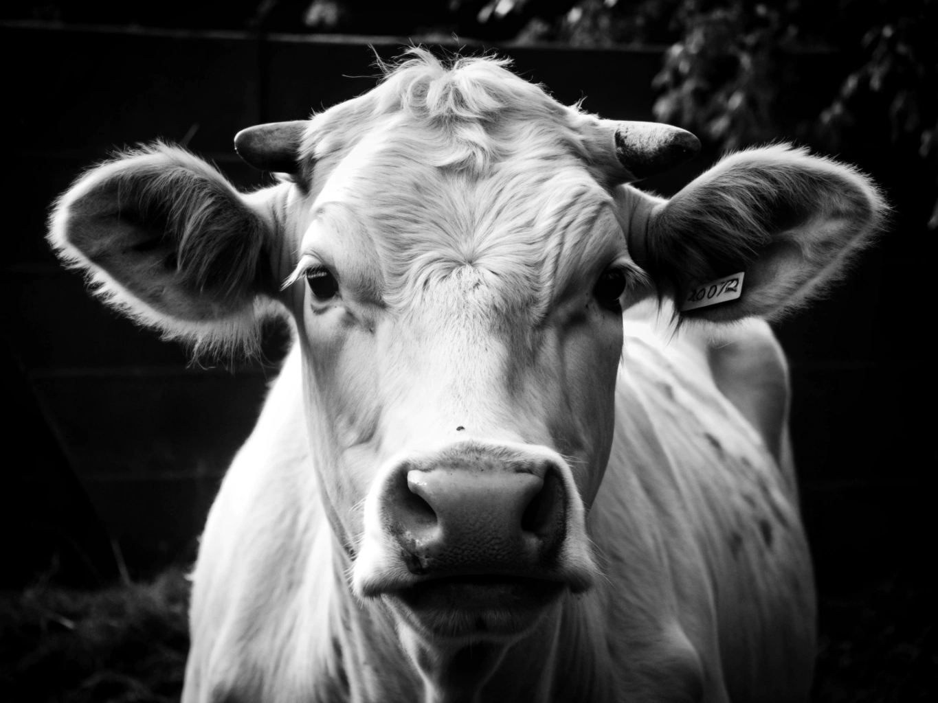 소 황소 카우 카우보이 텍사스 암소 젖소 황소 한우 png 이미지 배경 원본 파일_cow