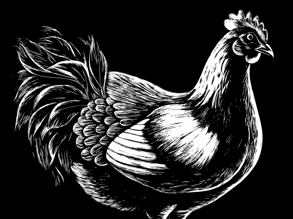 치킨 통닭 닭 수닭 암닭 달걀  svg 벡터 원본 이미지 포토샵 파일_chicken (19)