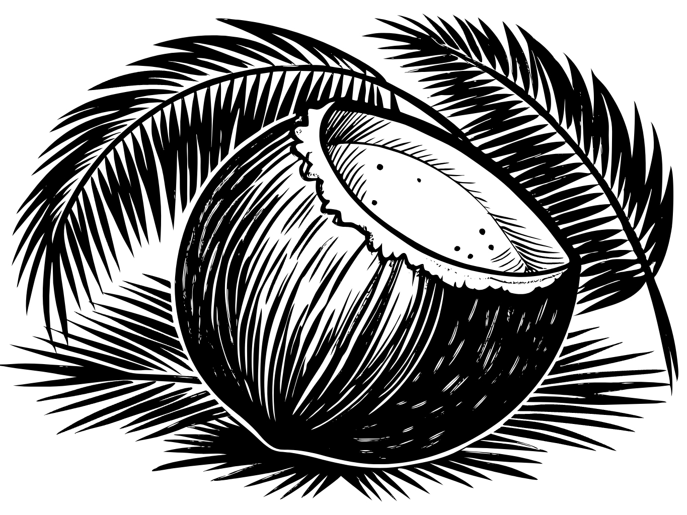 코코넛 야자수 열매 코코넛열매 여름 동남아 음료 음료수 더위 svg 벡터 원본 이미지 포토샵 파일_coconut (9)