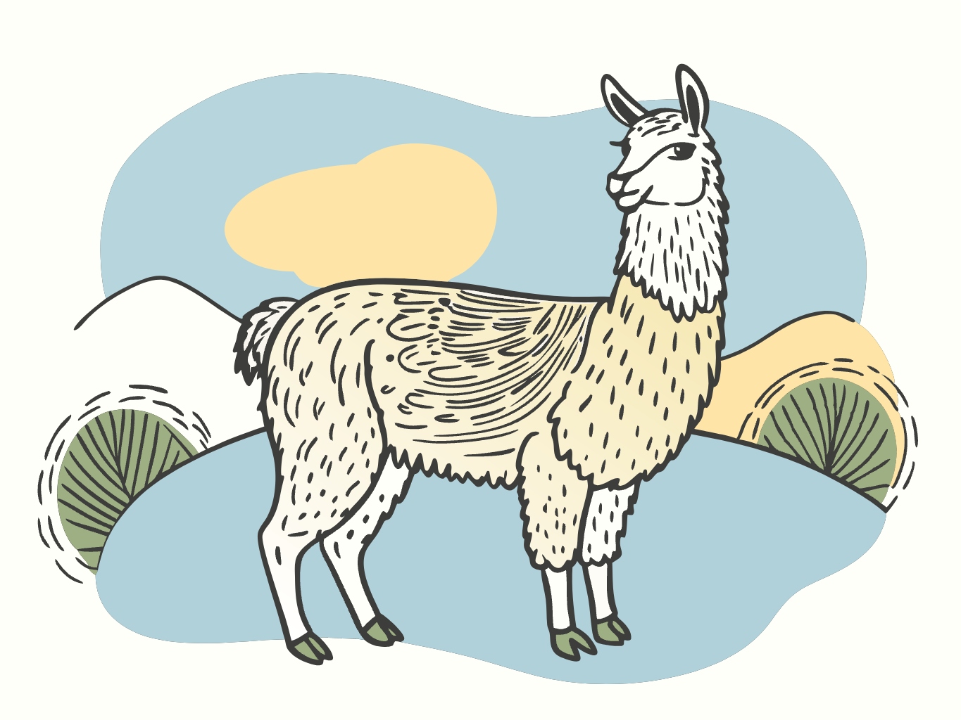 라마, 들판, 귀여운, 동물llama (4)