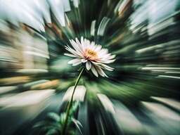Blur of a Flower in the Middle of a Blur of a Flower