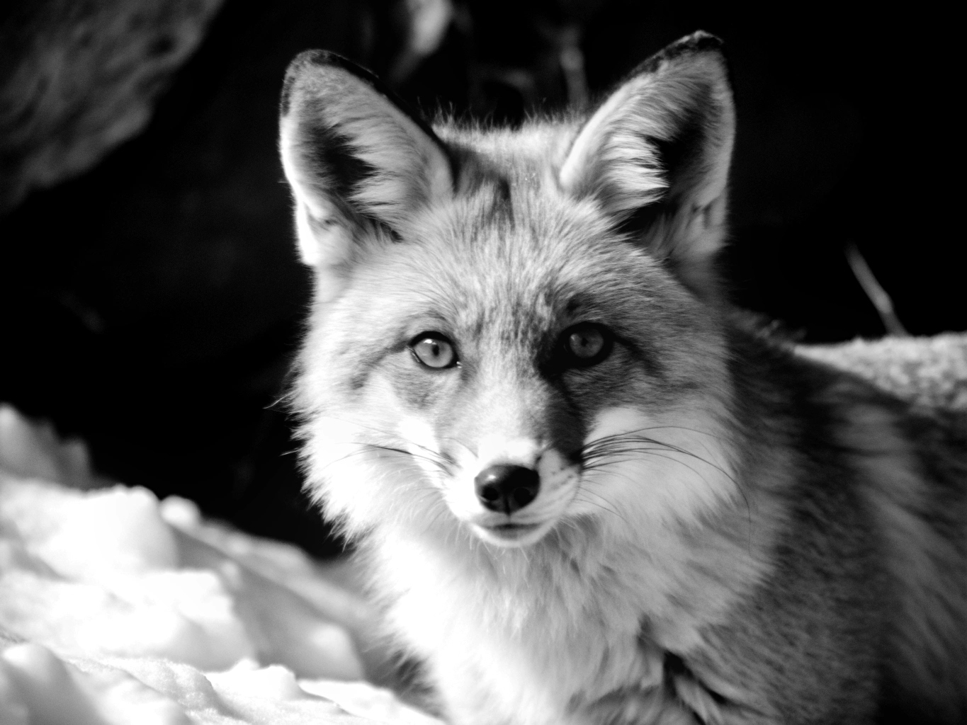 여우 여우짓 동물 fox (28)_png 배경 이미지 원본 파일