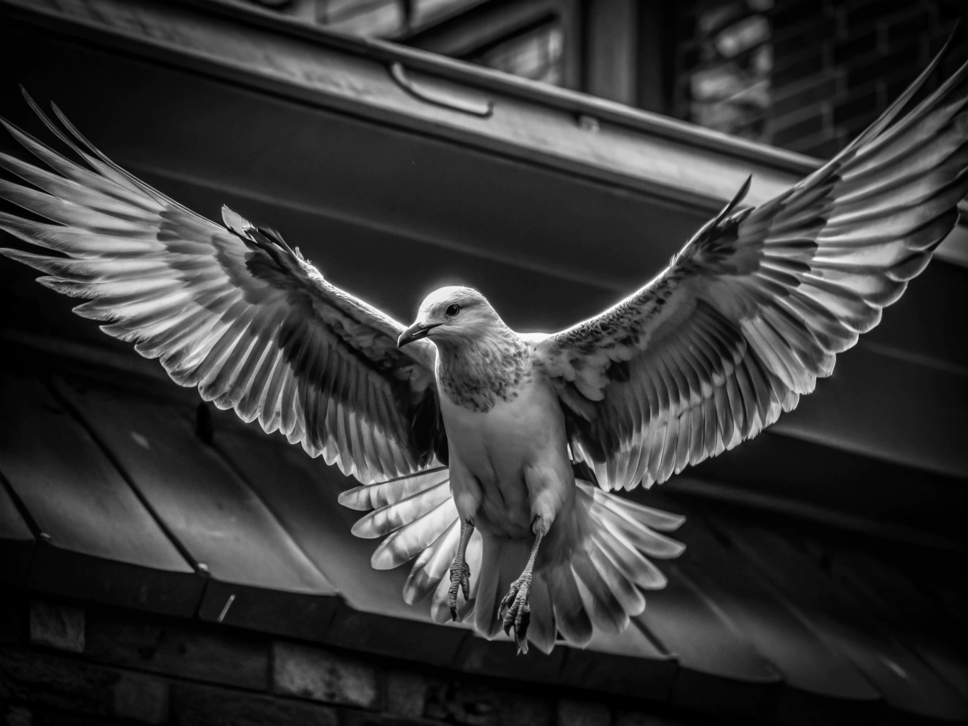 파리 날다 곤충 해충 여름 모기 날다 하늘 새 비행 flying-bird (8)_png 배경 이미지 원본 파일