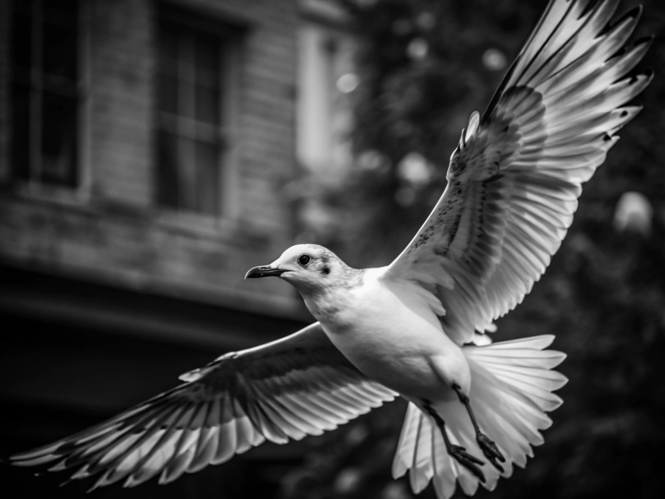 파리 날다 곤충 해충 여름 모기 날다 하늘 새 비행 flying-bird (9)_png 배경 이미지 원본 파일