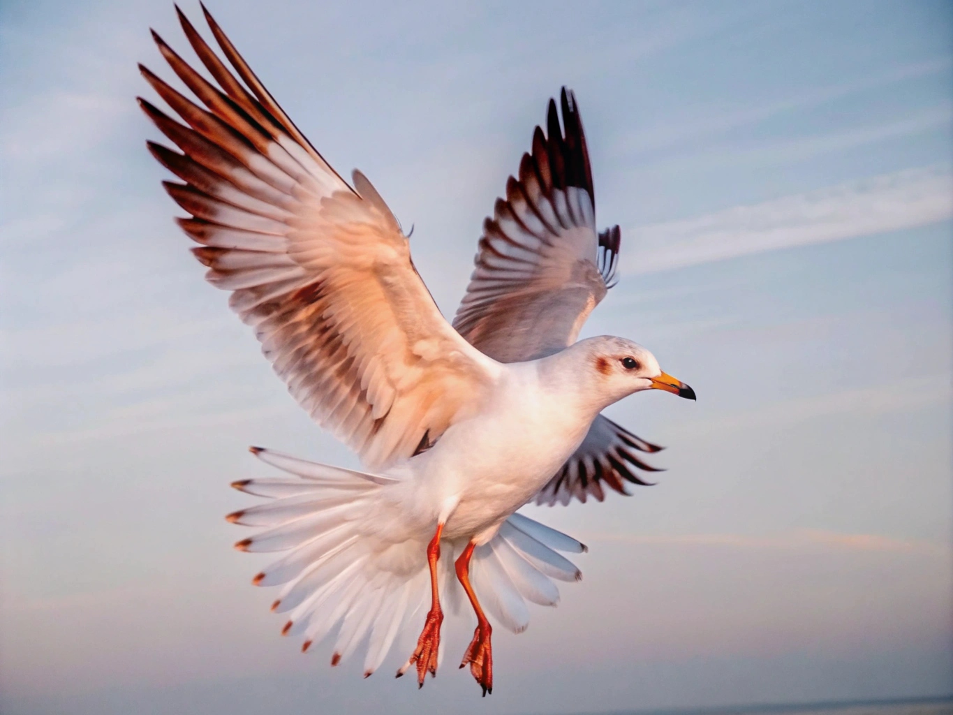 파리 날다 곤충 해충 여름 모기 날다 하늘 새 비행 flying-bird_png 배경 이미지 원본 파일