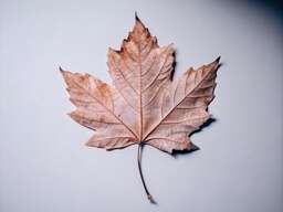 Leaf That Is Laying on Top of a Table