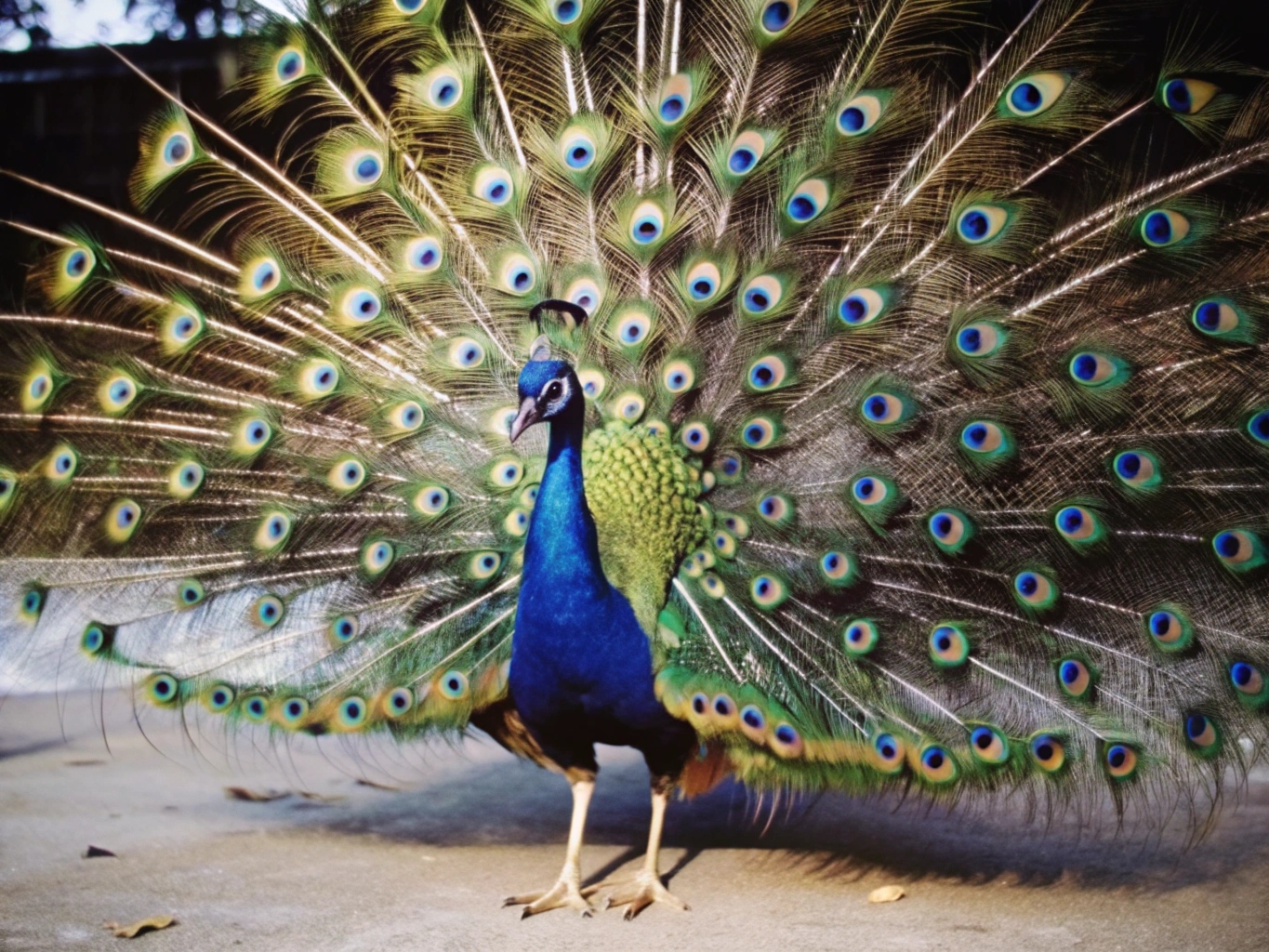 공작, 공작새, 화사함 (22)png이미지