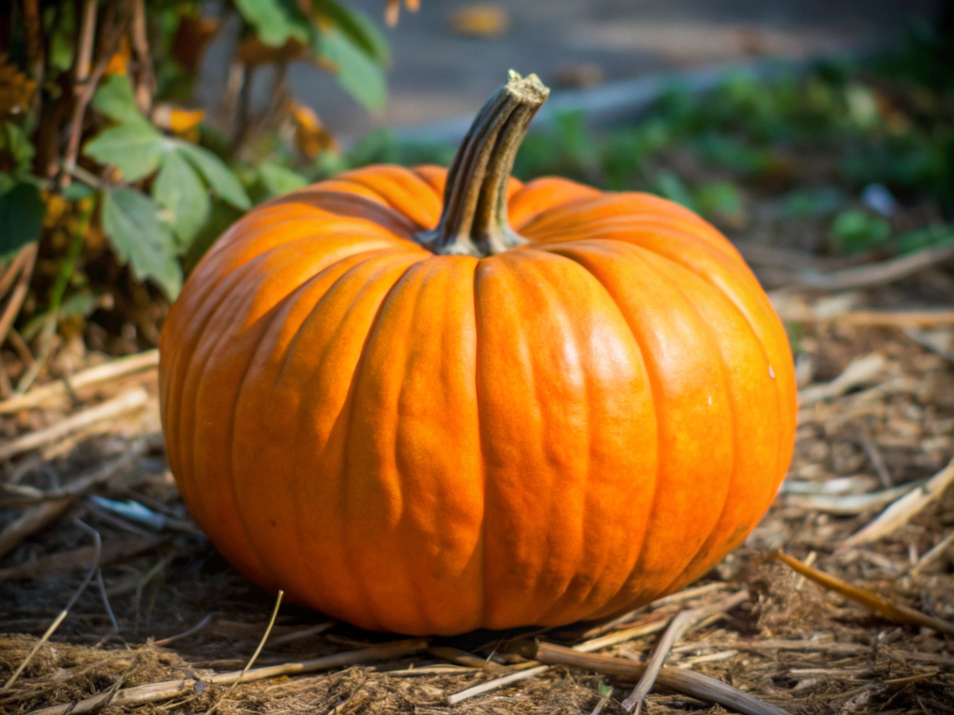 호박, 할로윈, 농작물 (30)png이미지