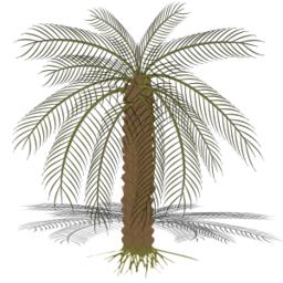 palm tree isolated