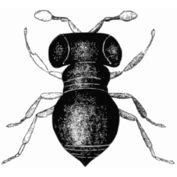 A 검정 과 화이트 그림 의 A Bug