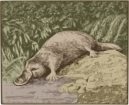 Platypus 에 riverbank 일