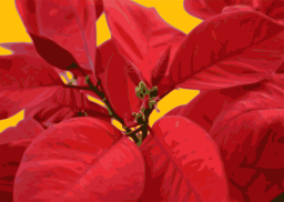 빨간 poinsettia 꽃