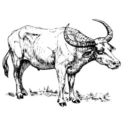 물 buffalo 삽화