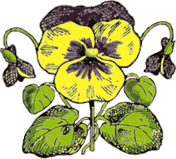 황색 pansy 꽃