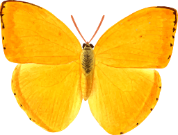 황색 수채 나비