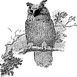 새 실루엣 perch