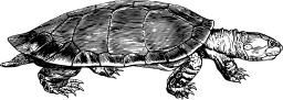 black turtle graphic
