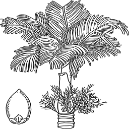 날짜 야자 나무 botanical 일러스트