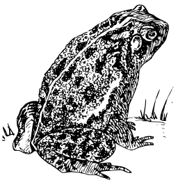 frog 앉아 silhouette