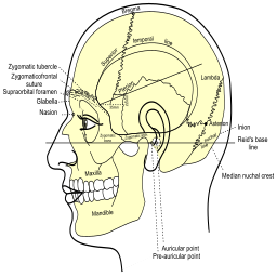 상표가 붙은 skull 도표