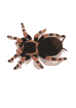 현실적인 tarantula