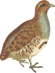 갈색 partridge 서 측면 보기