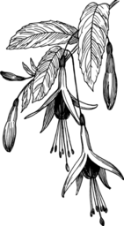 fuchsia 꽃 선 예술