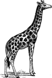 A Giraffe Standing 에 앞 의 A 화이트 배경