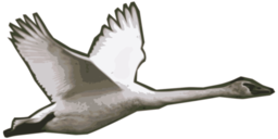 사진 현실적인 swan 비행