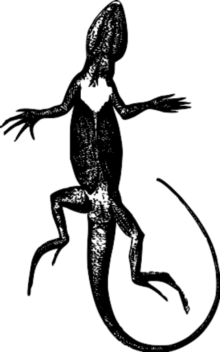 컬된 꼬리를 가진 lizard