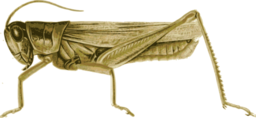현실적인 Grasshopper 측 전망