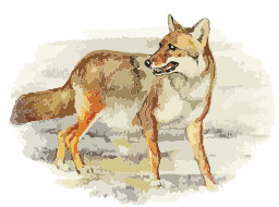alert coyote stance – 품질 협력 업체 중국에서