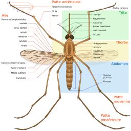 annotated 모기 anatomy