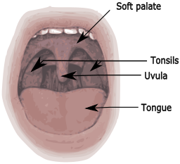 The Anatomy 의 The 혀