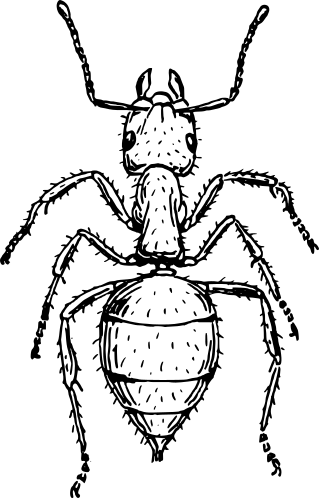 ant 측 전망