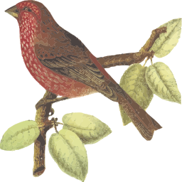 A Bird Perched 에 A 지점 의 a 트리