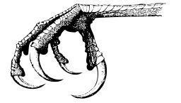 새 talon 장시간 상세한 그림