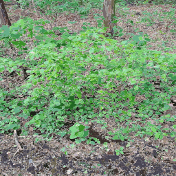 bushy green plant