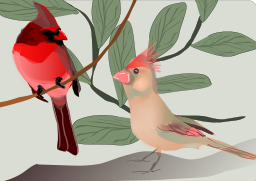 cardinal 과 cockatiel