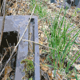 토양에서 chives