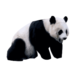 crouching 거대한 panda
