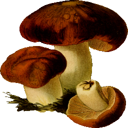 edible 버섯 삽화
