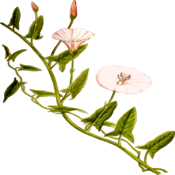 A Plant With Pink Flowers And Green Leaves