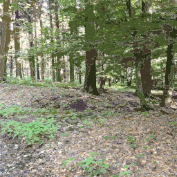 A Fire Hydrant로 Wooded Area의 이미지