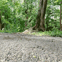 A Dirt Road 에 A Wooded 지역