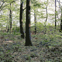 지상에 있는 불을 가진 Wooded 지역